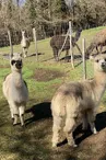 alpagas
