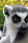 maki catta Mescoules zoo Refuge