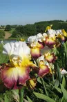 iriseraie-de-papon-laplume-destination-agen-tourisme