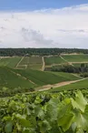 Point de vue : Paysage de Champagne.jpg