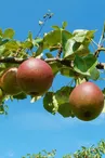 apple-837694_1920.jpg