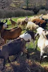 Ferme de Arroutis