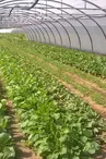 Légumes, Le moulin de Saman, Saman (3)