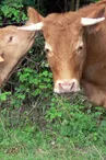 Vaches Limousines