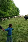 viande, la ferme des hauts coteaux, Saint-Plancard