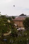 Aux sabots de vent