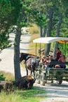 Réserve des bisons de margeride