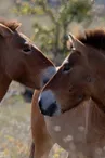 Les chevaux de Przewalski