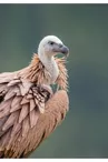 Vautour Fauve