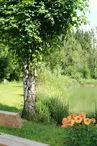 L'orchidee Home