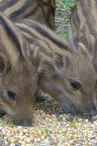 Parc animalier de la Bannie