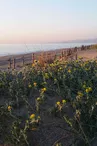 TORREILLES LOI PLAGE NORD