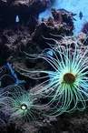 400-anemones_800