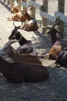 Ferme pédagogique du Parc de Figuerolles_Martigues