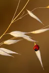 christelleboninn-ladybug