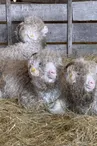 Chèvre angora