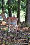 Parc animalier Saint-Léonard-des-Bois